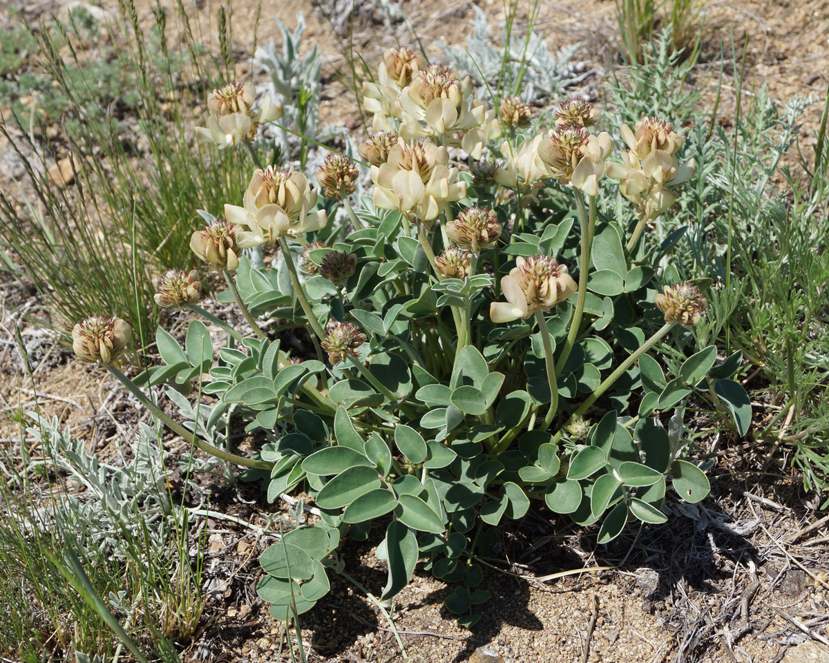 Image of Hedysarum splendens specimen.