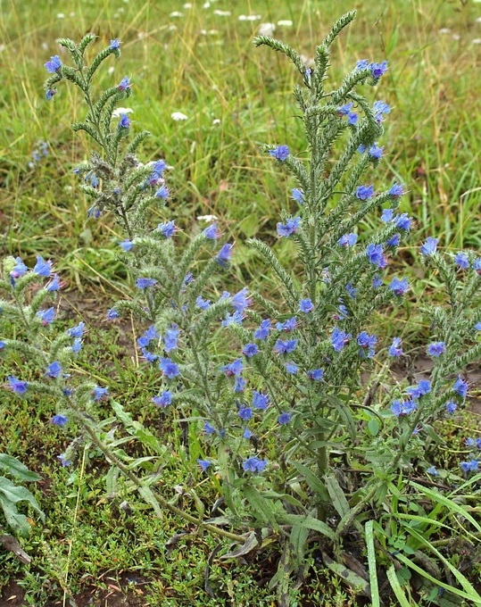 Image of Echium vulgare specimen.