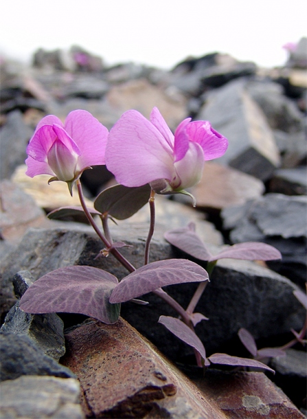 Image of Vavilovia formosa specimen.