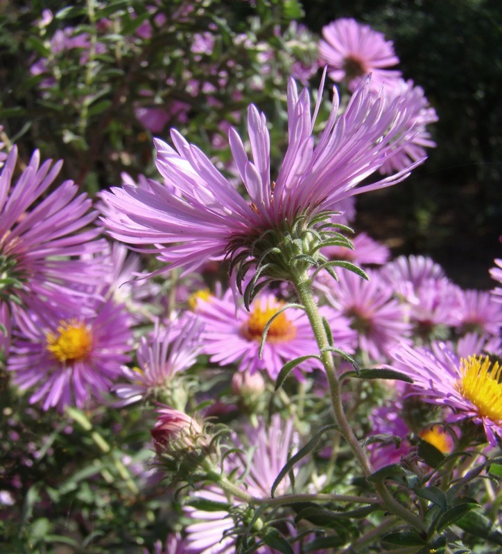 Image of Symphyotrichum novae-angliae specimen.