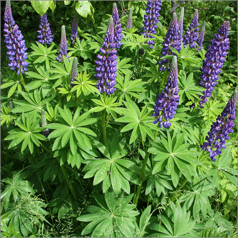 Image of Lupinus × regalis specimen.