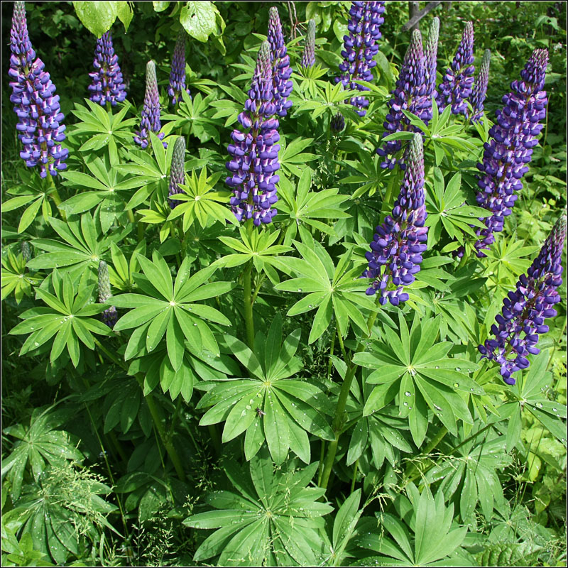 Изображение особи Lupinus &times; regalis.