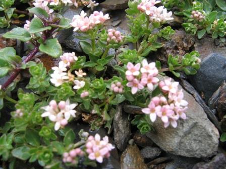 Изображение особи Asperula gracilis.