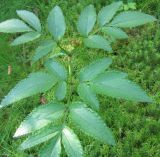 Angelica sylvestris