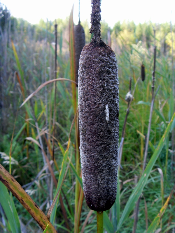 Изображение особи Typha incana.