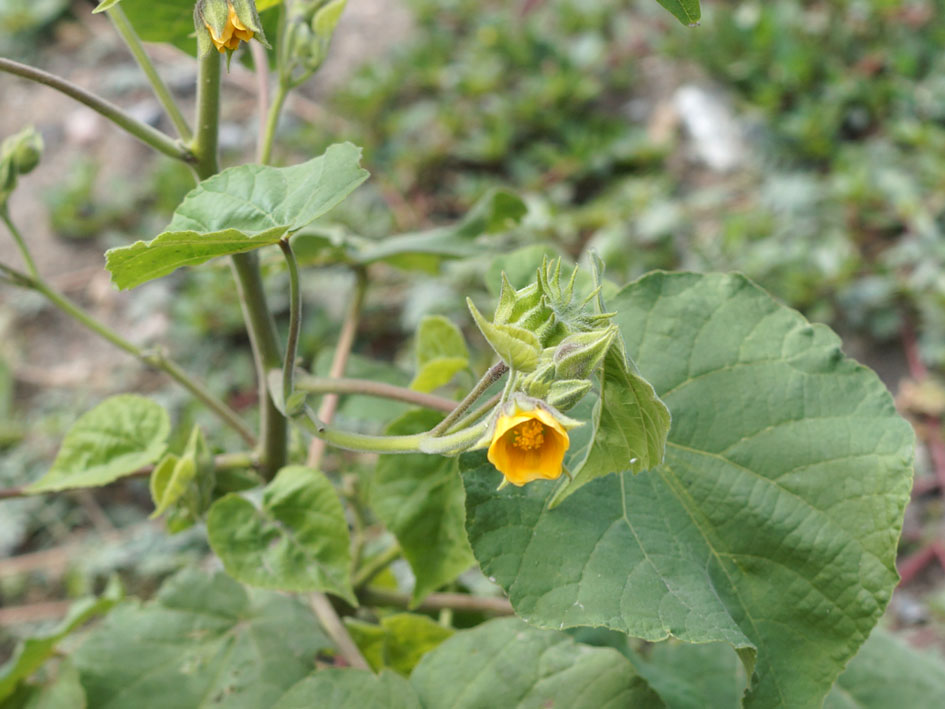 Изображение особи Abutilon theophrasti.