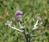 Cirsium incanum