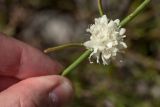 Cephalaria leucantha. Часть побега с соцветием. Черногория, муниципалитет Будва, окр. с. Кульяче (Kuljače), близ церкви на хребте ~750 м к СЗ от села, каменистый закустаренный склон. 08.10.2014.