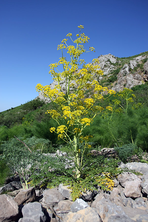 Изображение особи Ferula samarkandica.