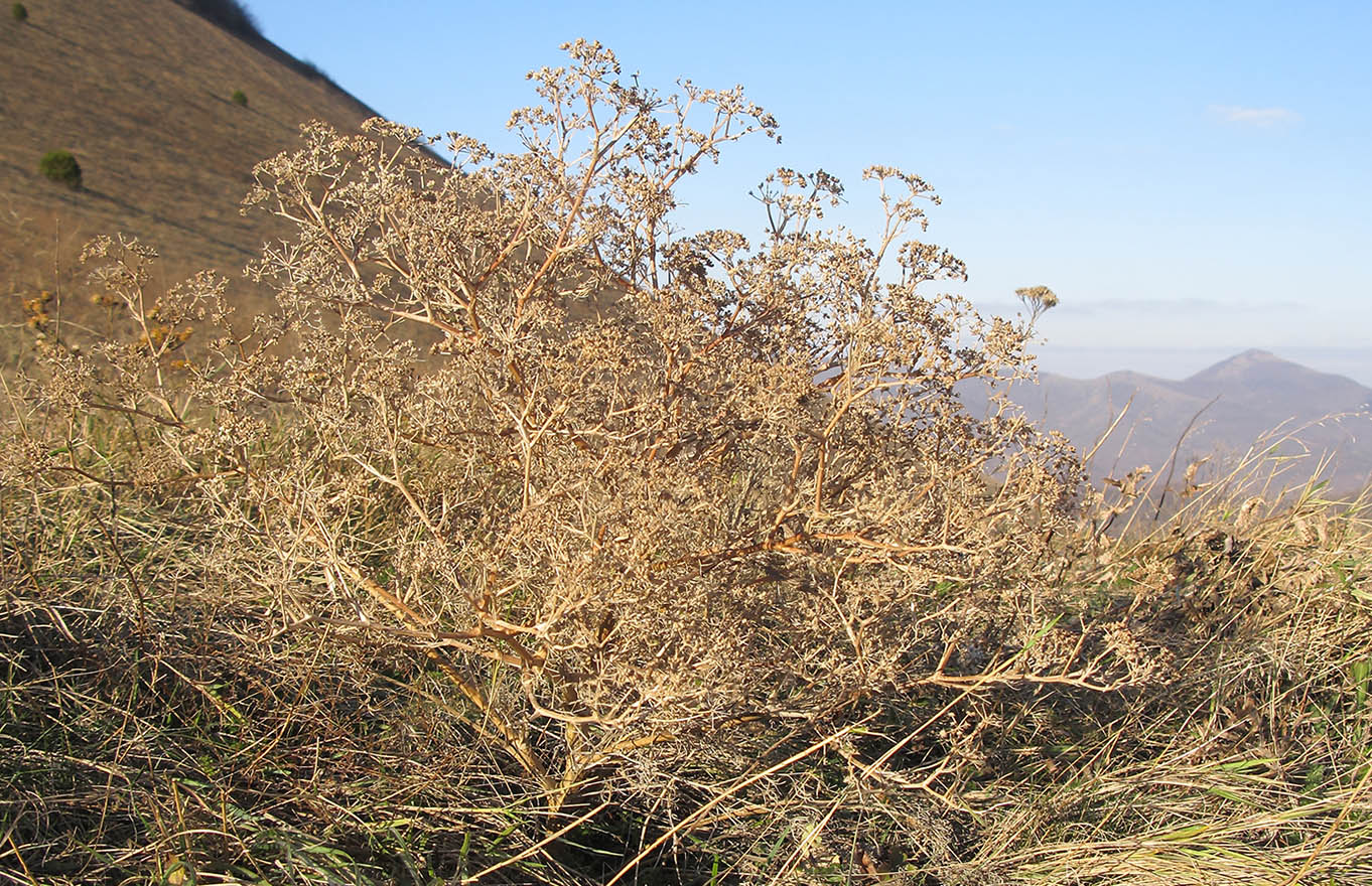 Image of Seseli arenarium specimen.