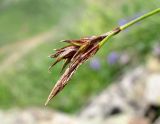 Carex tristis. Соплодие и отцветший тычиночный колосок. Краснодарский край, хр. Аибга, субальпийский луг, выс. ок. 2450 м н.у.м. 09.07.2015.