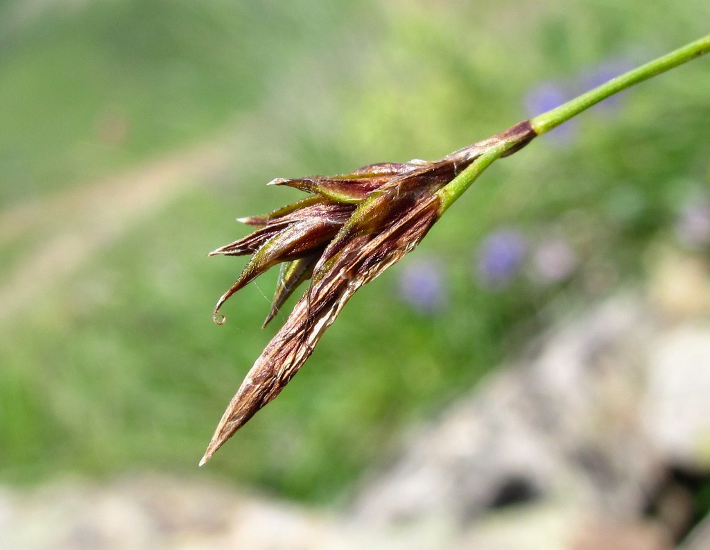 Изображение особи Carex tristis.