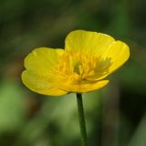 Ranunculus acris