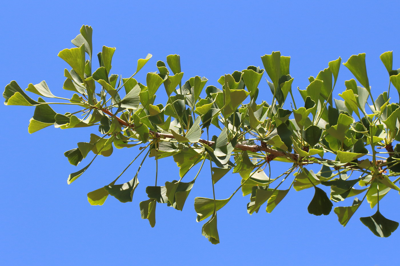 Image of Ginkgo biloba specimen.