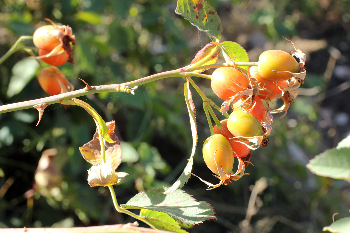 Image of Rosa corymbifera specimen.