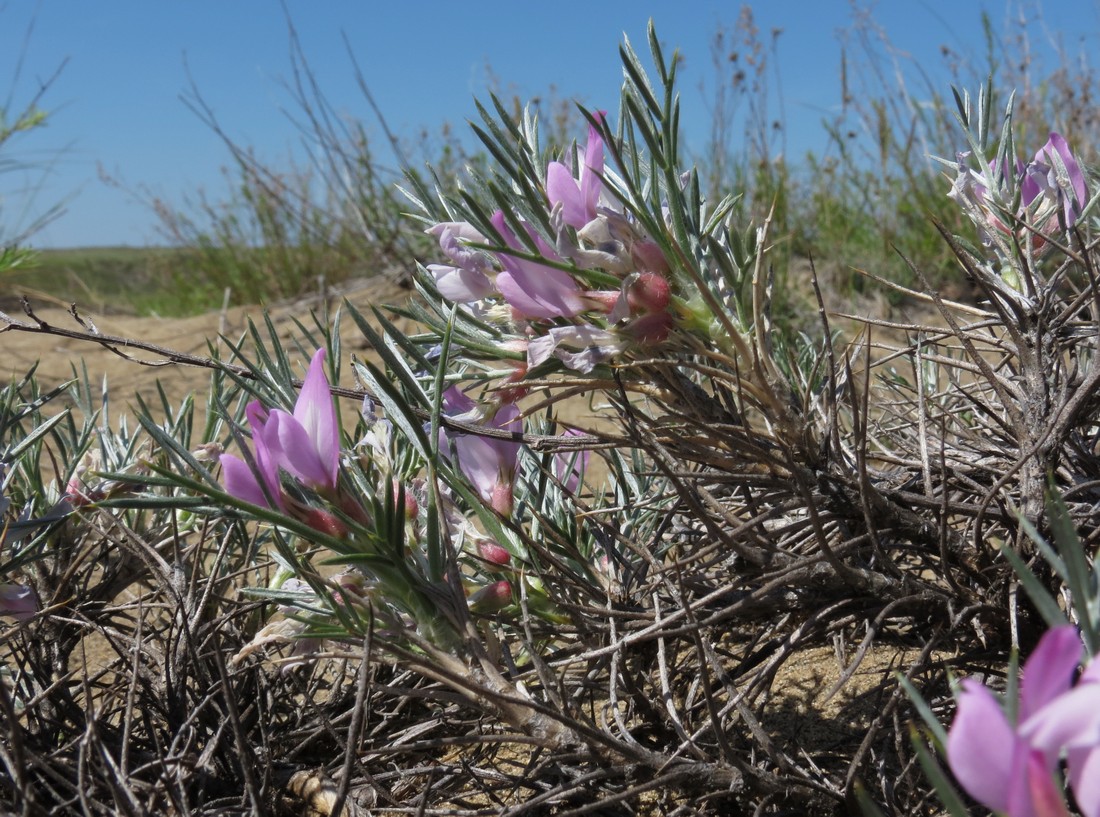 Image of Oxytropis aciphylla specimen.