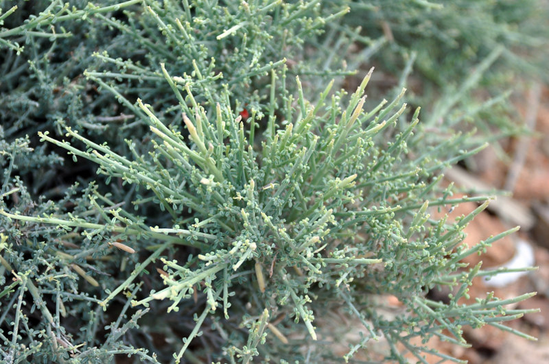 Image of Indigofera pseudointricata specimen.