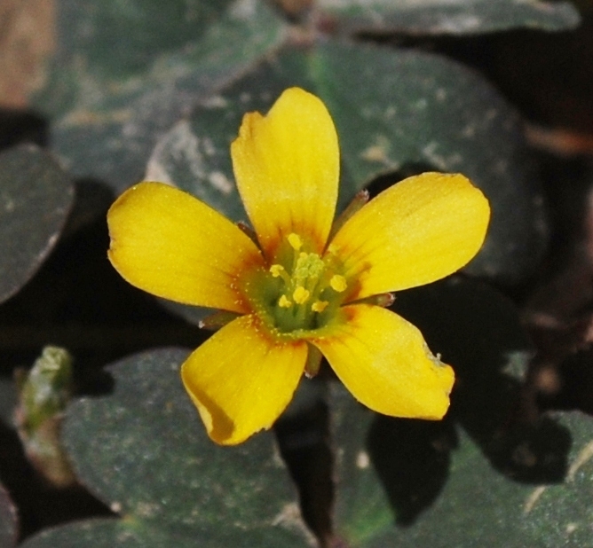 Image of Oxalis corniculata specimen.