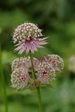 Astrantia major. Соцветия. Ленинградская обл., Всеволожский р-н, окр. пос. Куйвози, садоводство, в культуре. 14.07.2015.