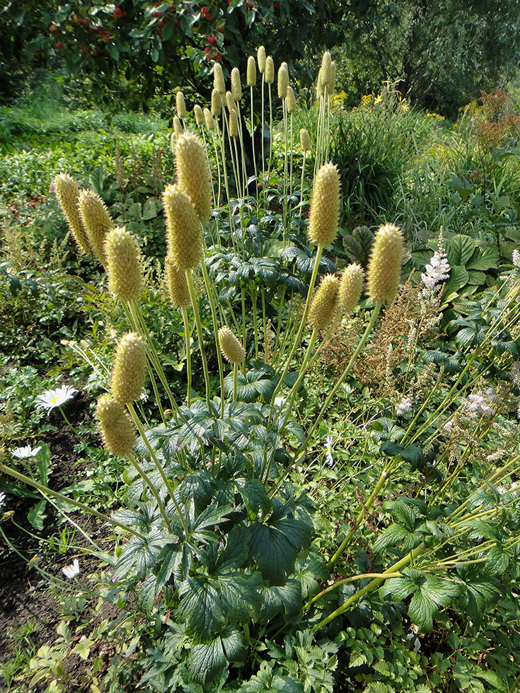 Image of Anemone virginiana specimen.