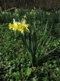 Narcissus pseudonarcissus