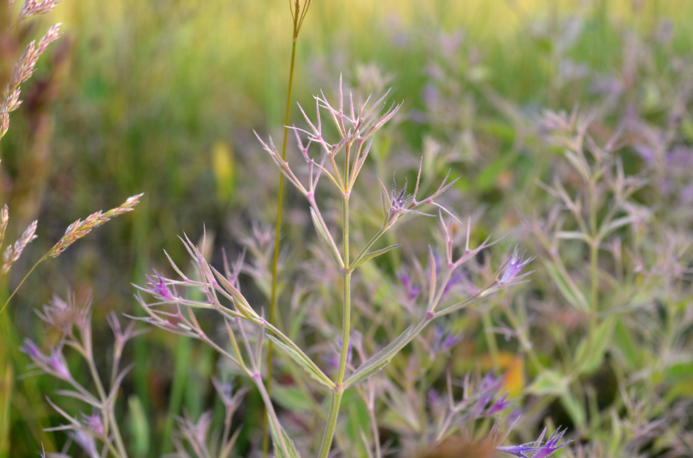 Изображение особи Nepeta ucranica.