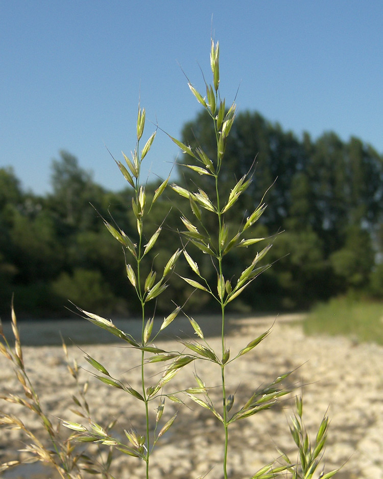 Image of Arrhenatherum elatius specimen.