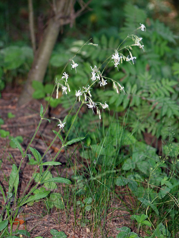 Image of Silene nutans specimen.