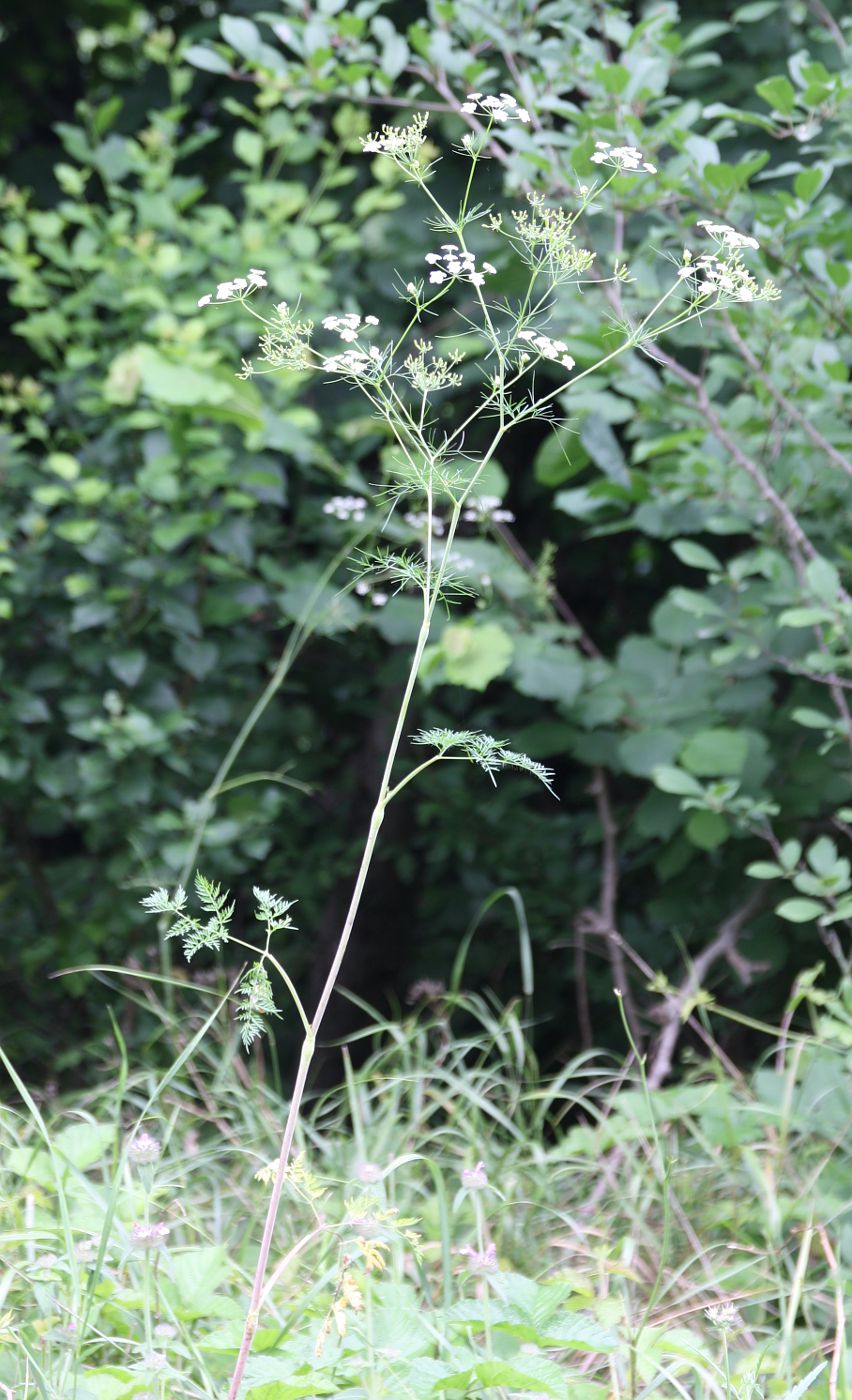 Изображение особи Chaerophyllum bulbosum.
