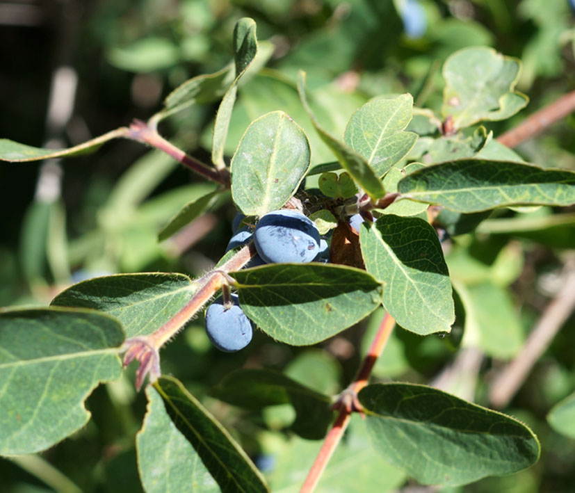 Изображение особи Lonicera stenantha.