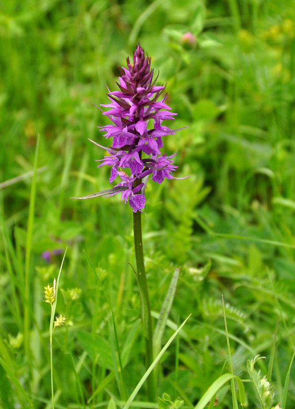 Image of Dactylorhiza euxina specimen.