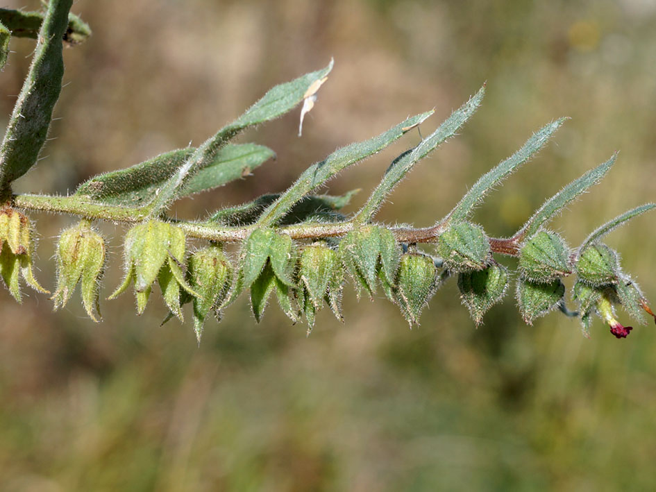 Image of Nonea caspica specimen.