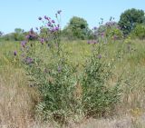 Centaurea adpressa. Цветущее растение. Восточный Казахстан, Уланский р-н, окр. с. Украинка, луг. 13.07.2008.