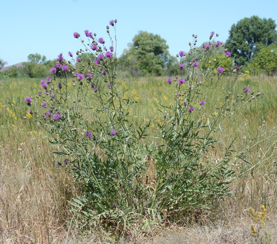 Изображение особи Centaurea adpressa.