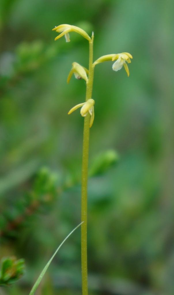 Изображение особи Corallorhiza trifida.