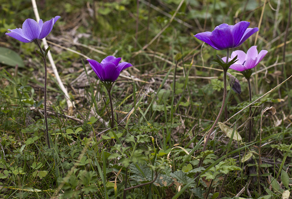 Изображение особи Anemone coronaria.