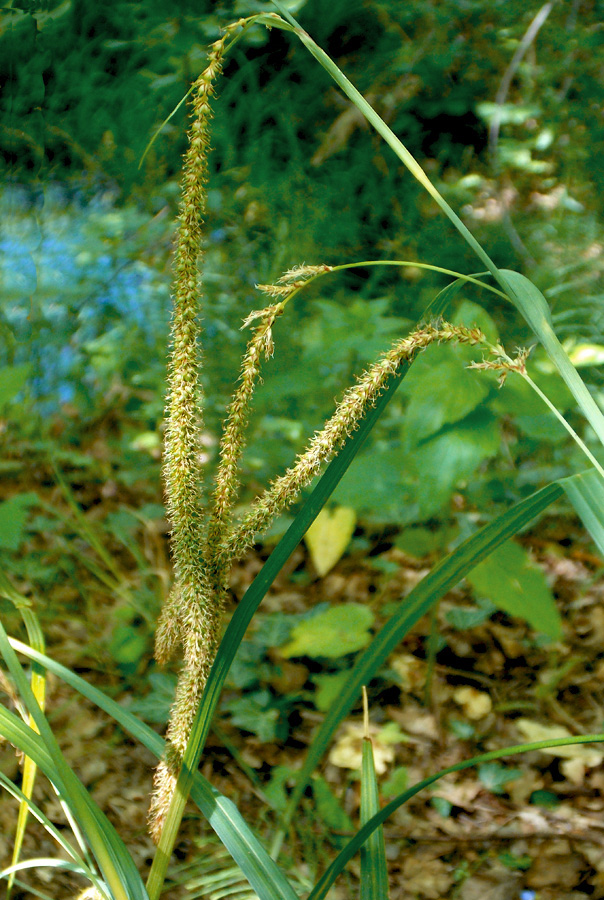 Image of Carex pendula specimen.