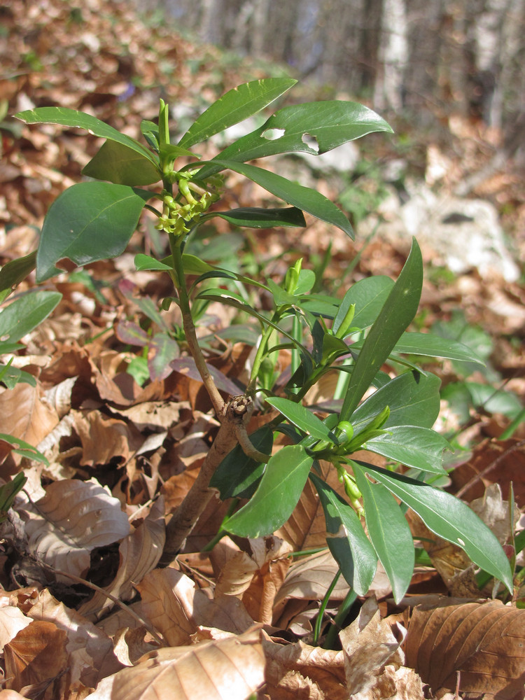 Image of Daphne laureola specimen.