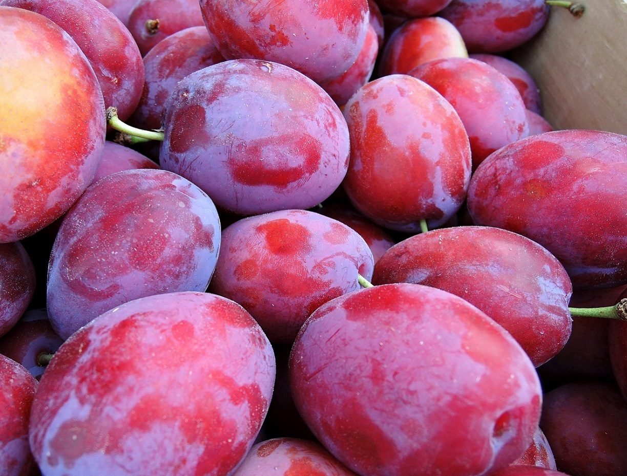 Image of Prunus domestica specimen.