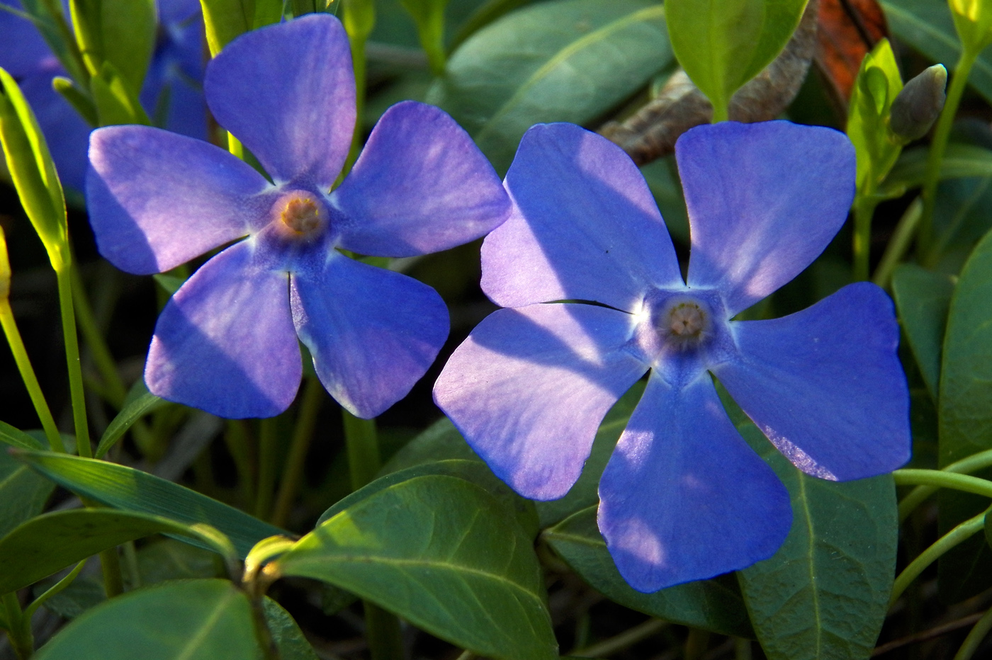 Image of Vinca minor specimen.