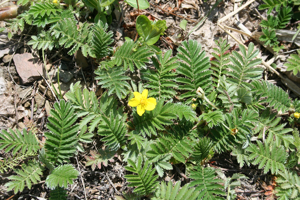 Image of Potentilla anserina specimen.