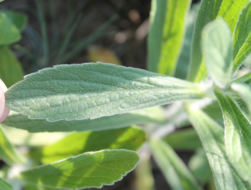 Image of Ajuga laxmannii specimen.