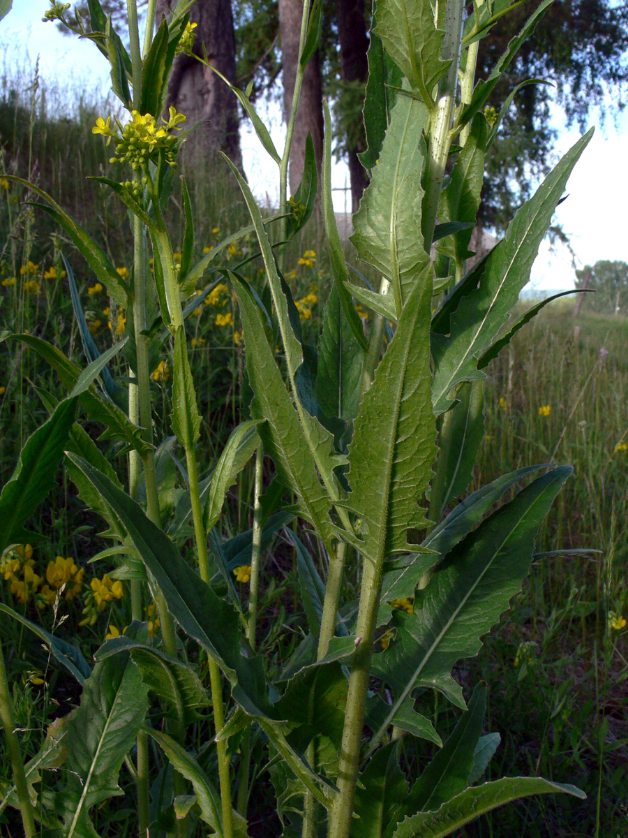 Image of Bunias orientalis specimen.