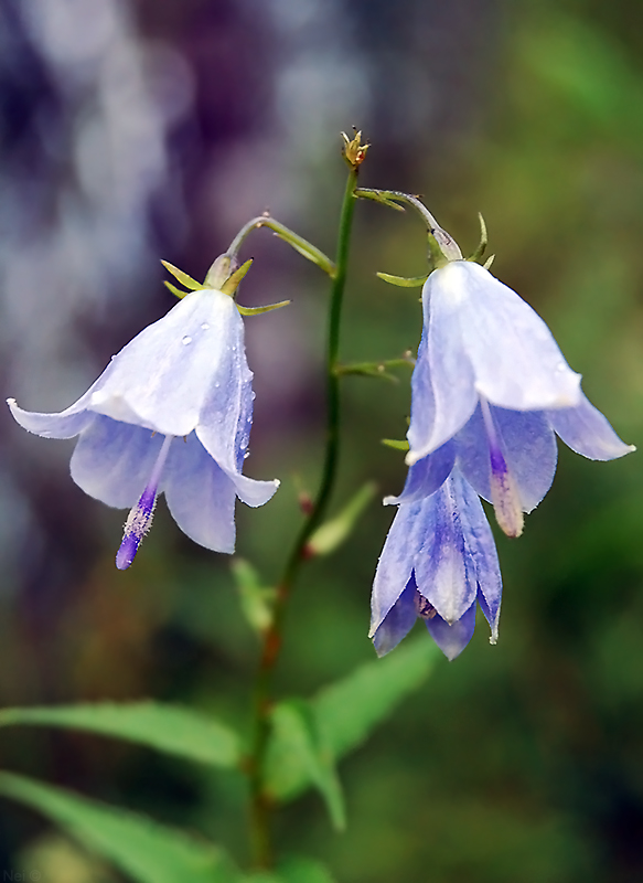 Изображение особи Adenophora liliifolia.