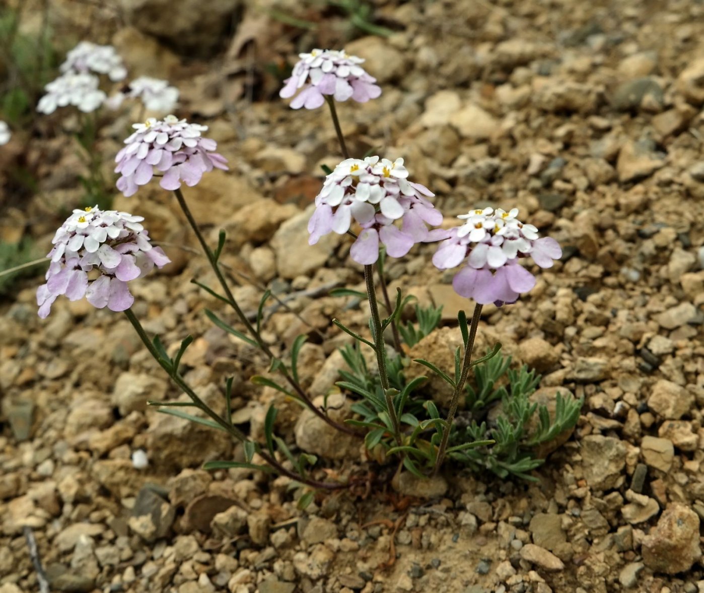 Изображение особи Iberis simplex.