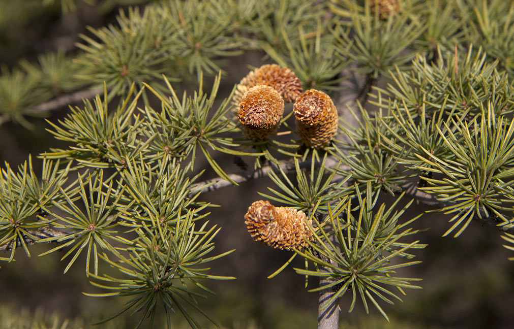 Image of Cedrus libani specimen.