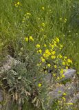 genus Aurinia