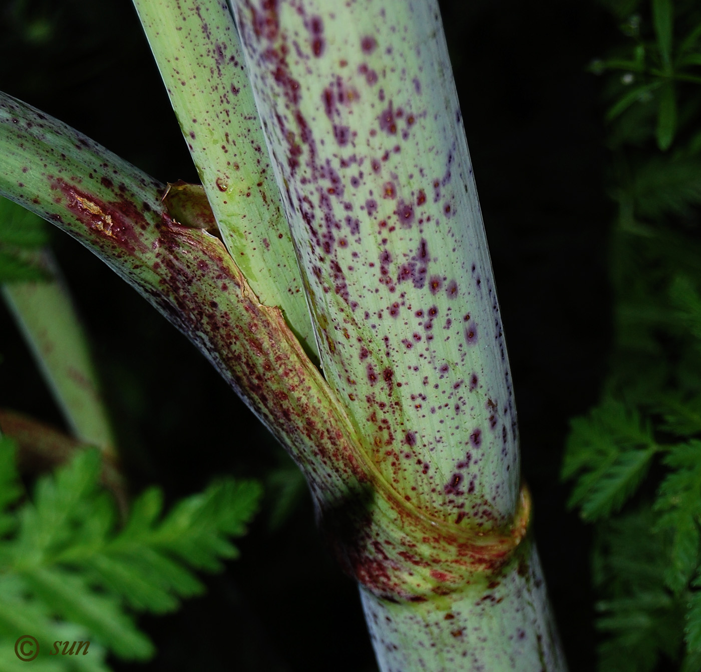 Изображение особи Conium maculatum.