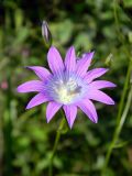 Campanula patula. Аномальный цветок с увеличенным числом лепестков, тычинок и рылец. Украина, Житомирская обл., Новоград-Волынский р-н, луг в окр. с. Чижовка. 05.06.2016.