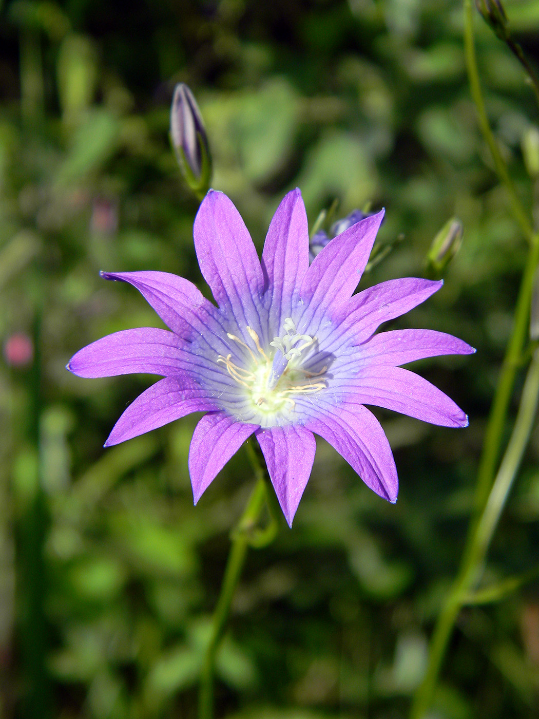Image of Campanula patula specimen.